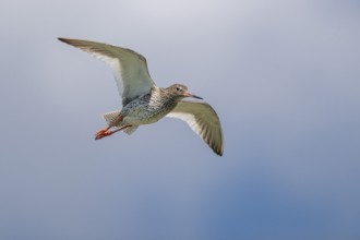Common redshank (Tringa totanus) in flight, Hallig Hooge, Wadden Sea, Schleswig-Holstein, Germany,