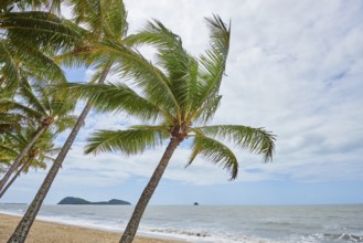 Landscape of Clifton Beach with coconut palms in spring, Queensland Australia
