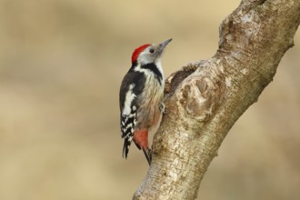 Middle spotted woodpecker (Dendrocopos medius) sitting at a water pot in a tree trunk, Animals,