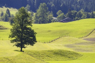 Mountain maple (Acer pseudoplantanus) in Trettachtal, near Oberstdorf, Oberallgäu, Allgäu, Bavaria,