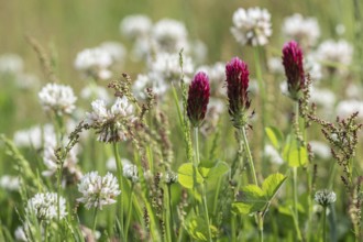 Incarnate clover (Trifolium incarnatum) and white clover (Trifolium repens), Emsland, Lower Saxony,