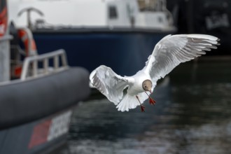 Black-headed gull (Chroicocephalus ridibundus) in flight, harbour
