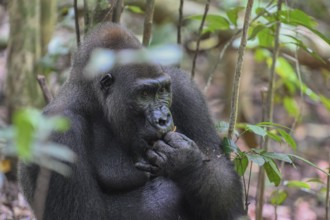 Western lowland gorilla (Gorilla gorilla gorilla), male animal, silverback, Loango National Park,