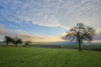Green orchard meadow, apple tree, under a cloudy sky at sunrise in a quiet landscape, autumn,