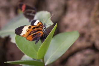 Ithomiine butterfly (Melinaea satevis) resting on a green leaf, Butterfly House, Botanical Garden