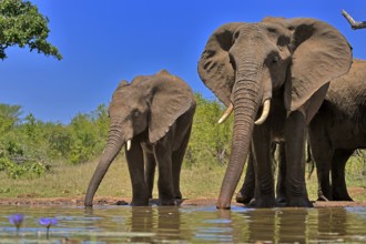 African elephant (Loxodonta africana), adult, female, mother, half-grown young, mother with
