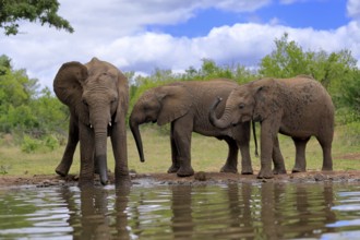 African elephant (Loxodonta africana), three young animals, at the water, drinking, group, Kruger