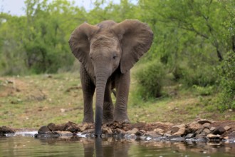 African elephant (Loxodonta africana), young animal, at the water, drinking, Kruger National Park,