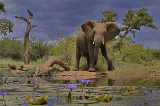 African elephant (Loxodonta africana), bull, male, at the water, running, imposing behaviour,
