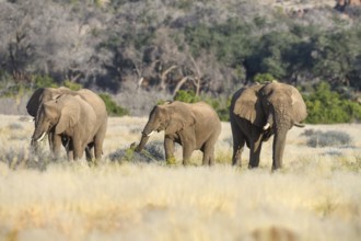 Desert elephants (Loxodonta africana) in the Ugab dry river, Damaraland, Kunene region, Namibia,