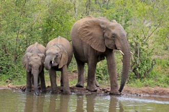 African elephant (Loxodonta africana), juvenile, mother, adult, female, mother with two juveniles,