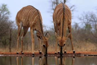 Nyala (Tragelaphus angasii), adult, female, two females, drinking, at the water, Kruger National