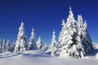 Snow-covered winter landscape, snow-covered spruces and sparkling snow crystals, Harz National