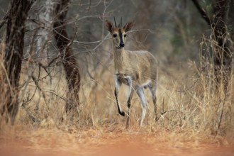 Crowned duiker (Sylvicapra grimmia), adult, male, running, foraging, Kruger National Park, Kruger