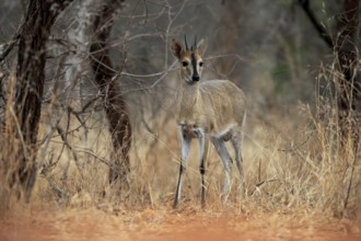 Crowned duiker (Sylvicapra grimmia), adult, male, foraging, Kruger National Park, Kruger National