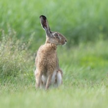 European hare (Lepus europaeus) sitting on a dirt track and looking attentively, wildlife,