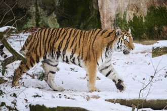 Siberian tiger (Panthera tigris altaica) walking in the snow in winter, captive, Germany, Europe