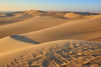 Endless sand dunes under a clear blue sky, glowing in golden sunlight, Matruh, Great Sand Sea,