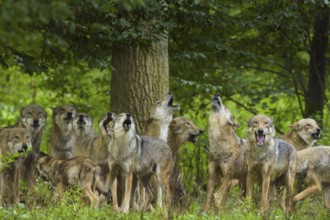Wolf (Canis lupus), pack of wolves howling in forest, summer, Germany, Europe