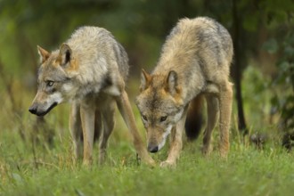 Wolf (Canis lupus), two wolves in forest, summer, Germany, Europe