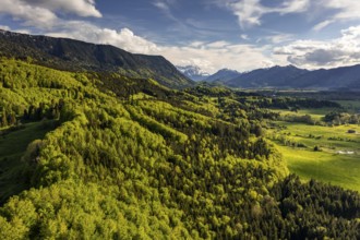 Aerial view of a mountain forest in front of mountains in spring, sunny, Ohlstadt, view of