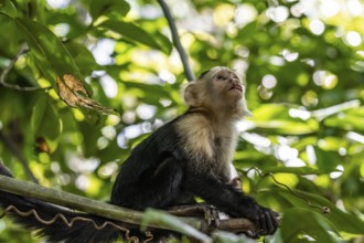 White-headed capuchin (Cebus imitator) in a tree, Cahuita National Park, Costa Rica, Central