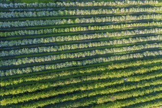 Apple farm near Lofthus at the Sörfjord, a branch of the Hardangerfjord, blomstering in May, drone