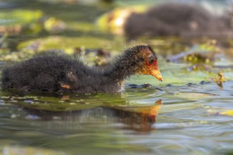 Eurasian burbot (Fulica atra) chick swimming on the water. Bas Rhin, Alsace, France, Europe