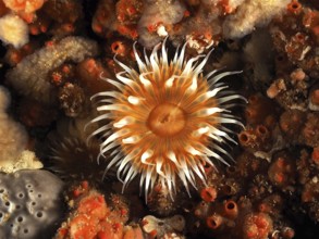 A spiegeleianemone (Actinothoe sphyrodeta) with long, white tentacles surrounded by sponges. Dive