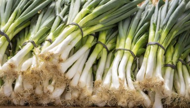Vegetable, spring onion or spring onion, also known as winter onion, Allium fistulosum, in a bunch