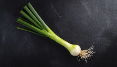 Vegetable, spring onion or spring onion, also known as winter onion, Allium fistulosum