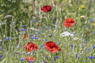 Flower meadow with poppy flower (Papaver rhoeas) and cornflowers (Centaurea cyanea), Emsland, Lower