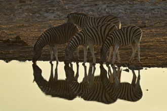 Herd of zebra, Burchell's zebra (Equus quagga burchellii) drinking at the water, waterhole, Etosha