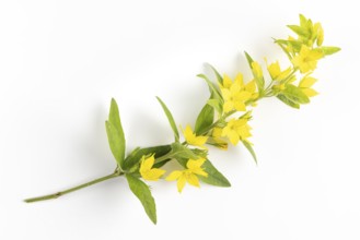 Twig of a spotted loosestrife (Lysimachia punctata) on a white background