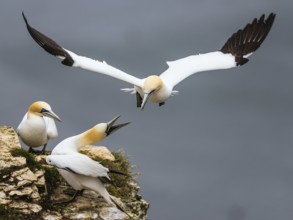 Northern Gannet, Morus bassanus, bird in flight over sea, Bempton Cliffs, North Yorkshire, England,