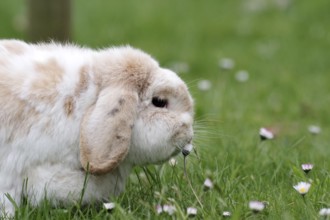 Rabbit (Oryctolagus cuniculus domestica), ram rabbit, portrait, daisy, close-up of a ram rabbit in