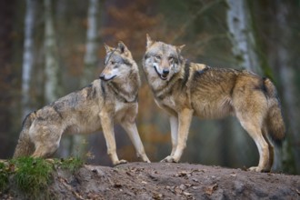 Two gray wolves (Canis Lupus), standing on a hill in the forest with autumnal atmosphere, Germany,