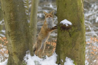 Red fox (Vulpes vulpes), with a bushy tail standing on its hind legs against a tree in a snowy