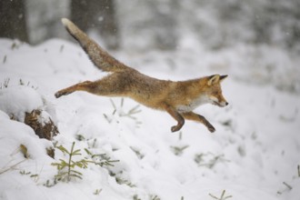 Red fox (Vulpes vulpes), running through the snowy forest, Czech Republic, Europe