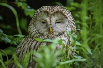 Ural owl (Strix uralensis), sitting in a meadow and observing its surroundings, portrait, spring