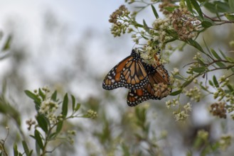 Several monarch butterflies (danaus erippus, the sister species of Danaus plexippus) on wildflower