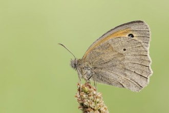 Meadow brown (Maniola jurtina), North Rhine-Westphalia, Germany, Europe