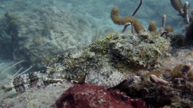 A well camouflaged banded scorpionfish (Scorpaena plumieri), lying motionless on the sandy seabed