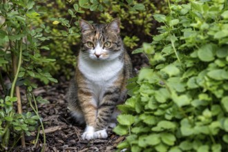 Cat, European shorthair, felidae (Felis catus), tricoloured, sitting between plants,