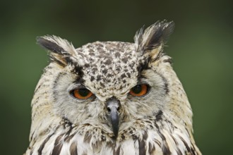 Bengal Eagle Owl or Indian Eagle Owl (Bubo bengalensis, Bubo bubo bengalensis), portrait, captive,