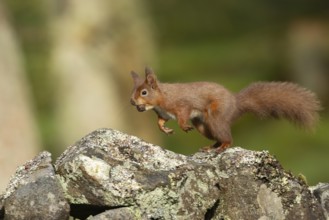 Red squirrel (Sciurus vulgaris) adult animal running on a dry stone wall with a nut in its mouth,