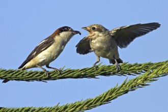 Red-backed shrike (Lanius collurio), female feeding young bird, Nahe valley, Hockenheim,
