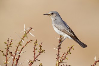 Blackstart, (Cercomela melanura), Grey Chat, Ayn Hamran, Salalah, Dhofar, Oman, Asia