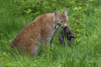 Hunting Eurasian lynx (Lynx lynx) in grassland with caught muskrat (Ondatra zibethicus) prey in its