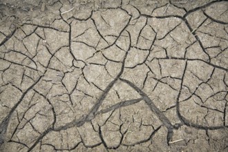 Cracked soil surface, Suffolk, England, UK